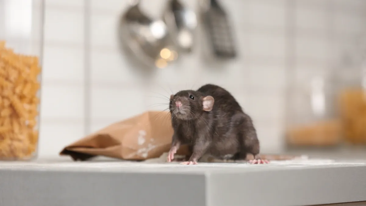 Black rat on kitchen countertop near spilled flour and a bag, with pasta jars and hanging utensils blurred in background