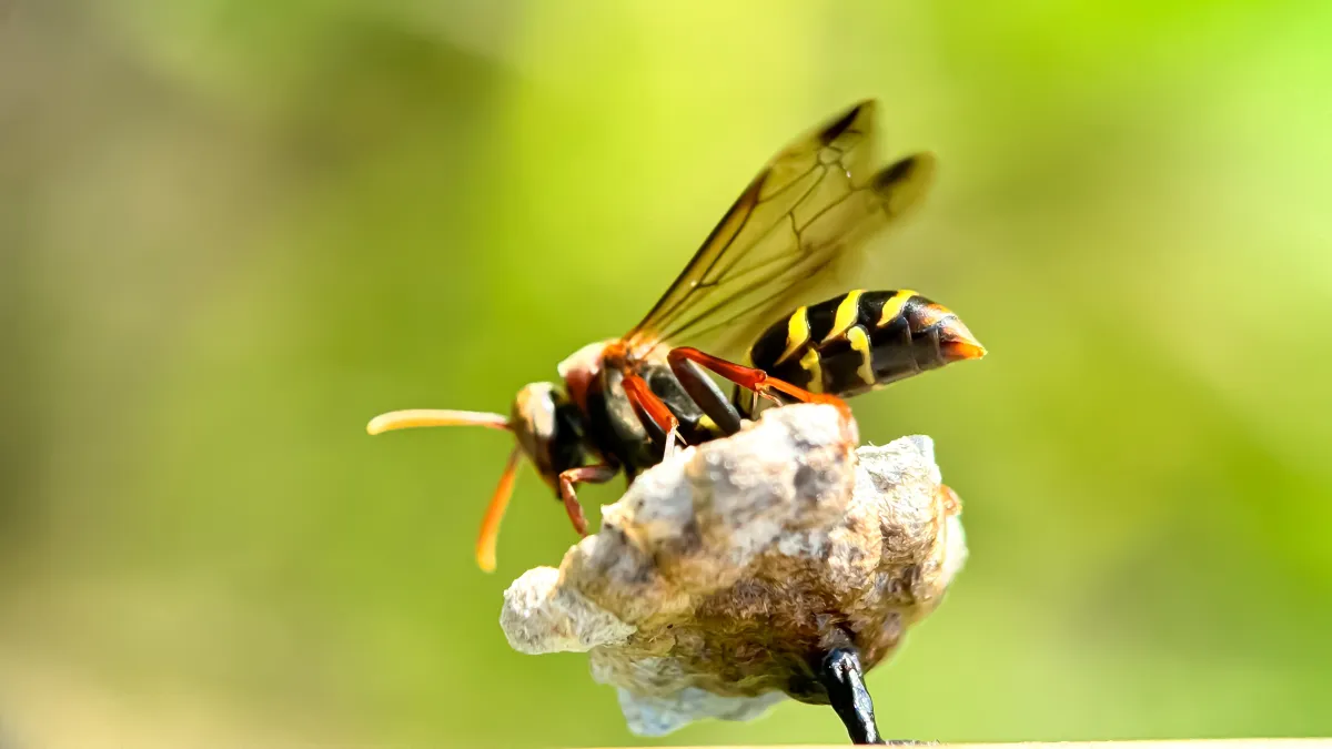Close-up of a wasp with yellow and black body perched on a small nest against a blurred green background