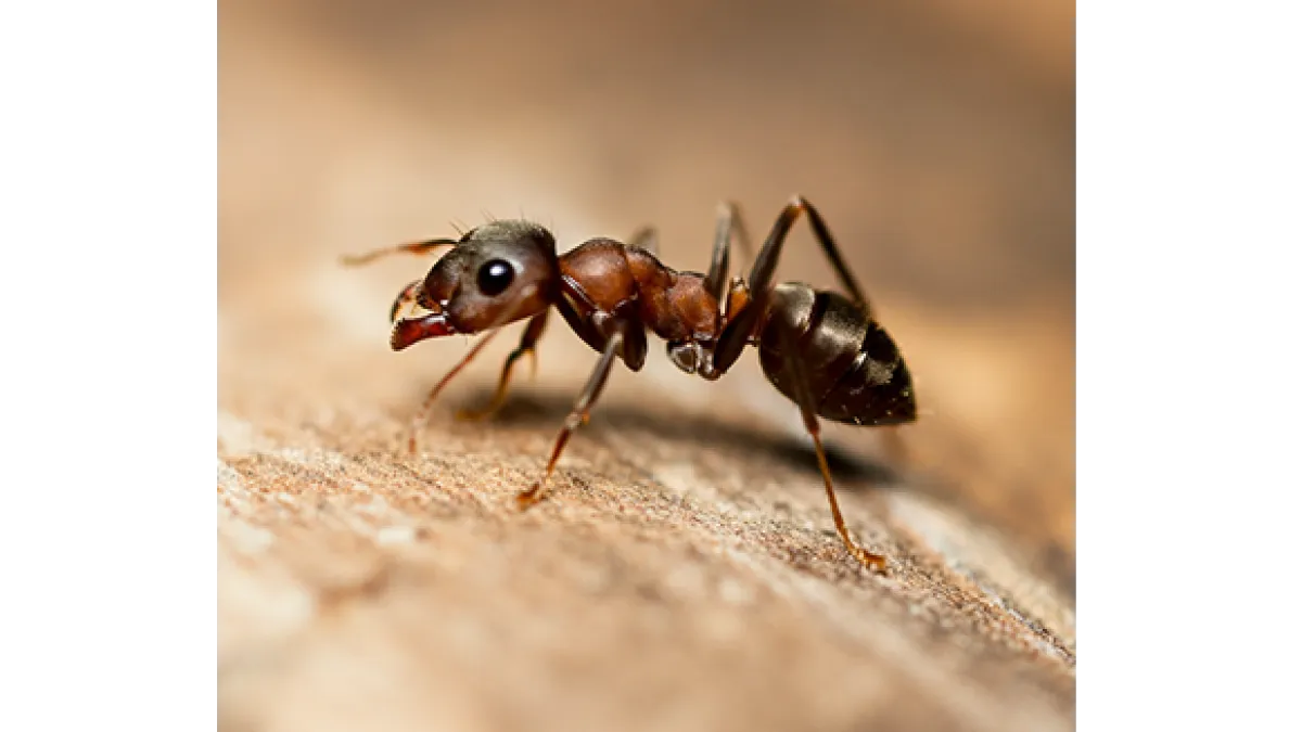 Close-up of a red ant walking on a rough, light brown surface with a blurred background.