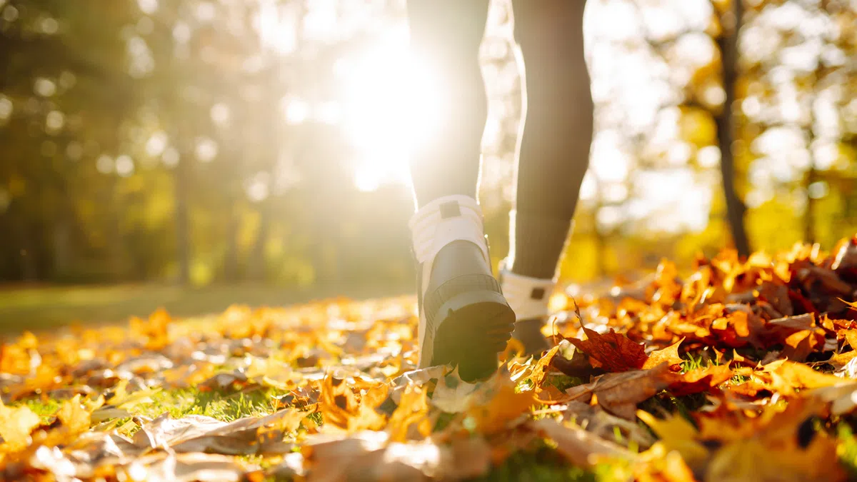 Close-up of person walking through autumn leaves on a sunny day in a park or forest.