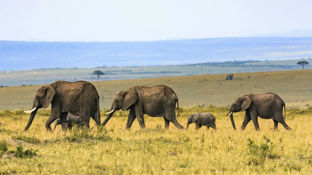 Herd of elephants walking across the African savannah with a vast landscape in the background.
