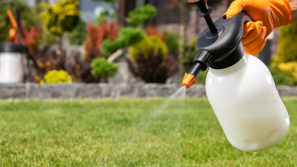 Hand spraying pesticide or herbicide on green lawn with garden in background on a sunny day