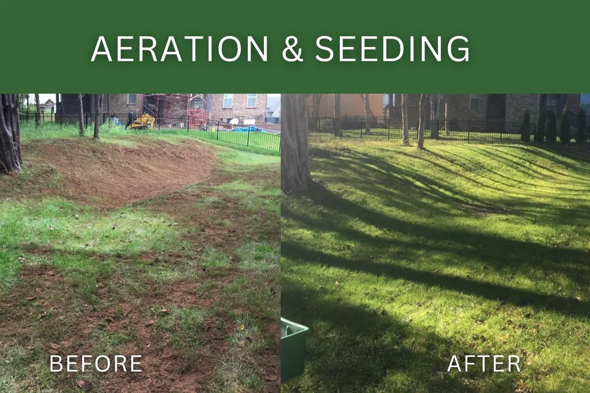Before and after comparison of lawn aeration and seeding showing improved healthy green grass growth.