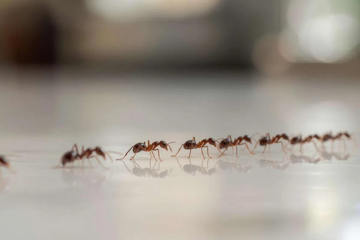 Close-up of a line of red ants walking on a smooth reflective surface with blurred background.