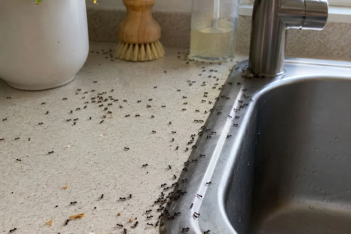 Kitchen countertop with many ants crawling near a stainless steel sink and a white potted plant