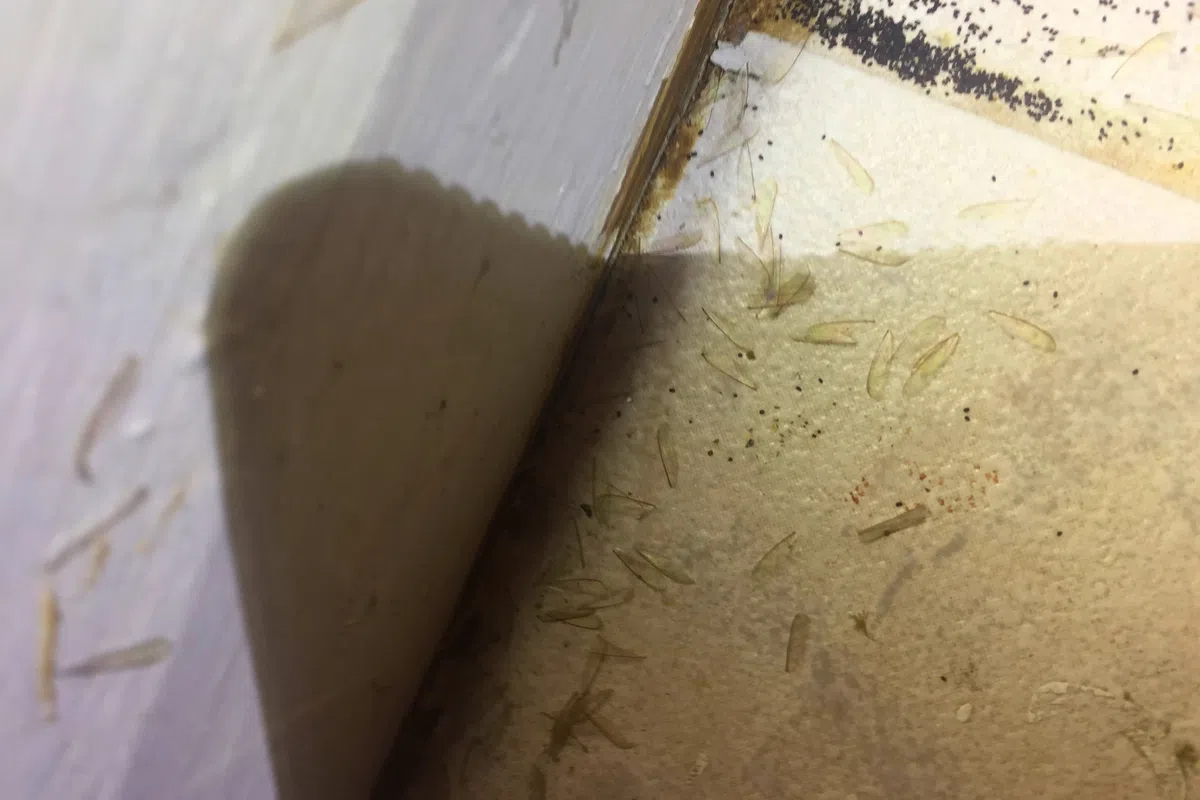 Up-close picture of Eastern subterranean termite wings in Charleston, SC