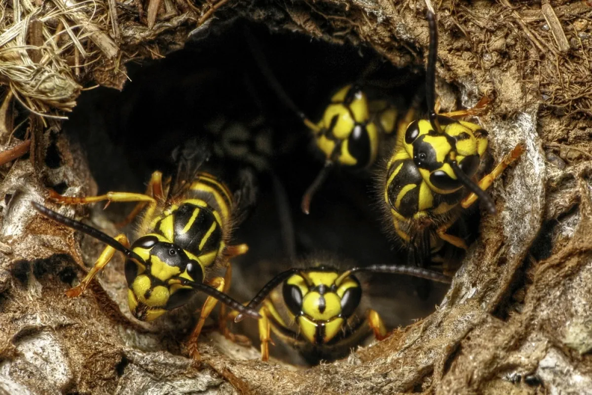 a group of bees on a log