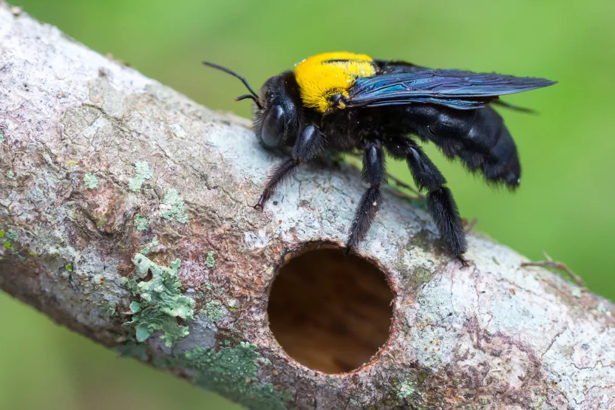 Carpenter bee on a tree branch