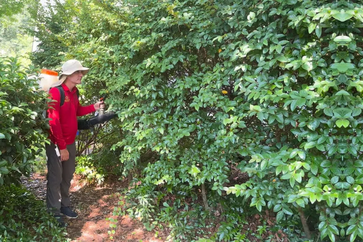 Palmetto Exterminator mosquito specialist applying larvicides in bushes around a home in Lula, GA