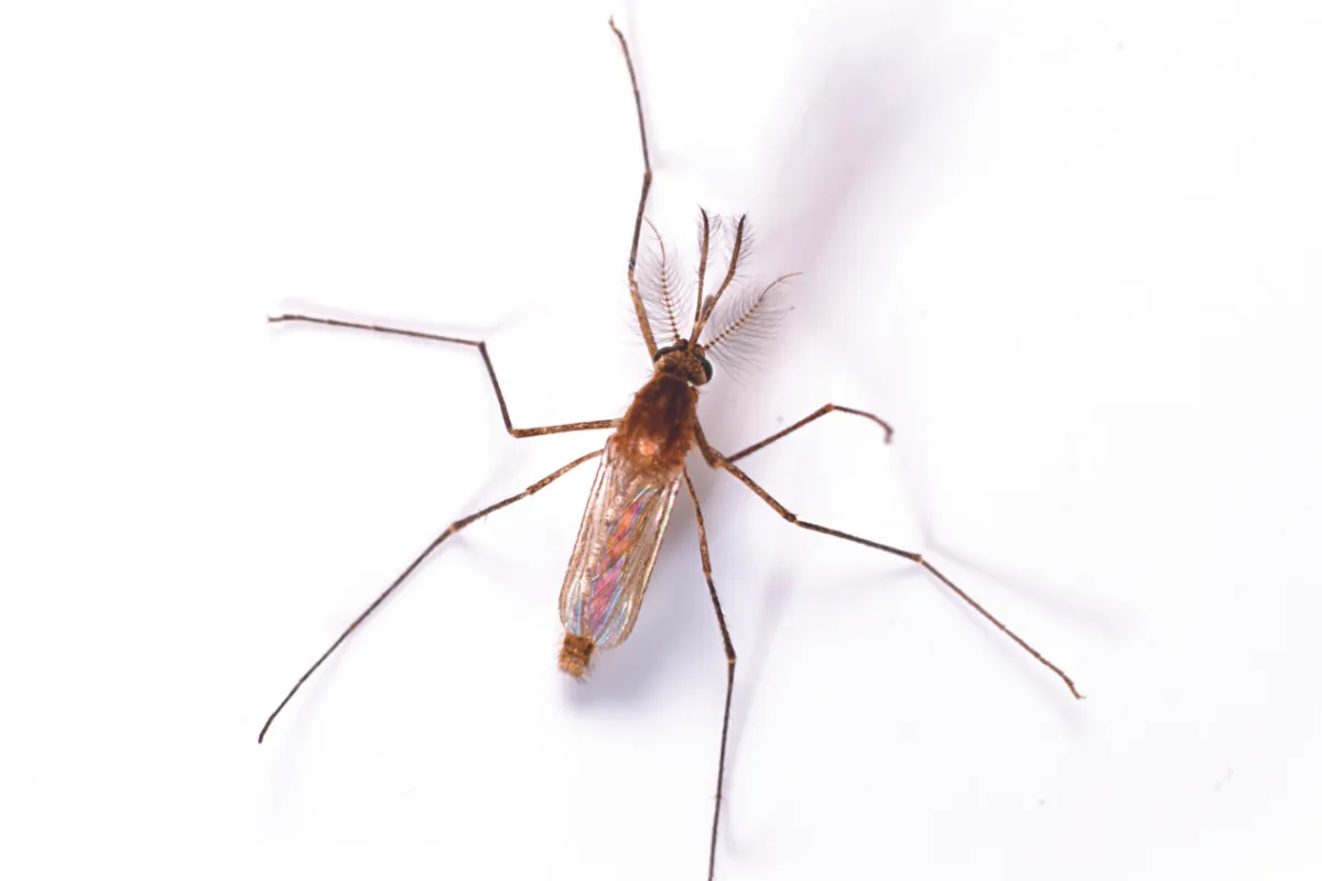 Close-up of a mosquito with feathery antennae on a white background showing detailed wings and legs