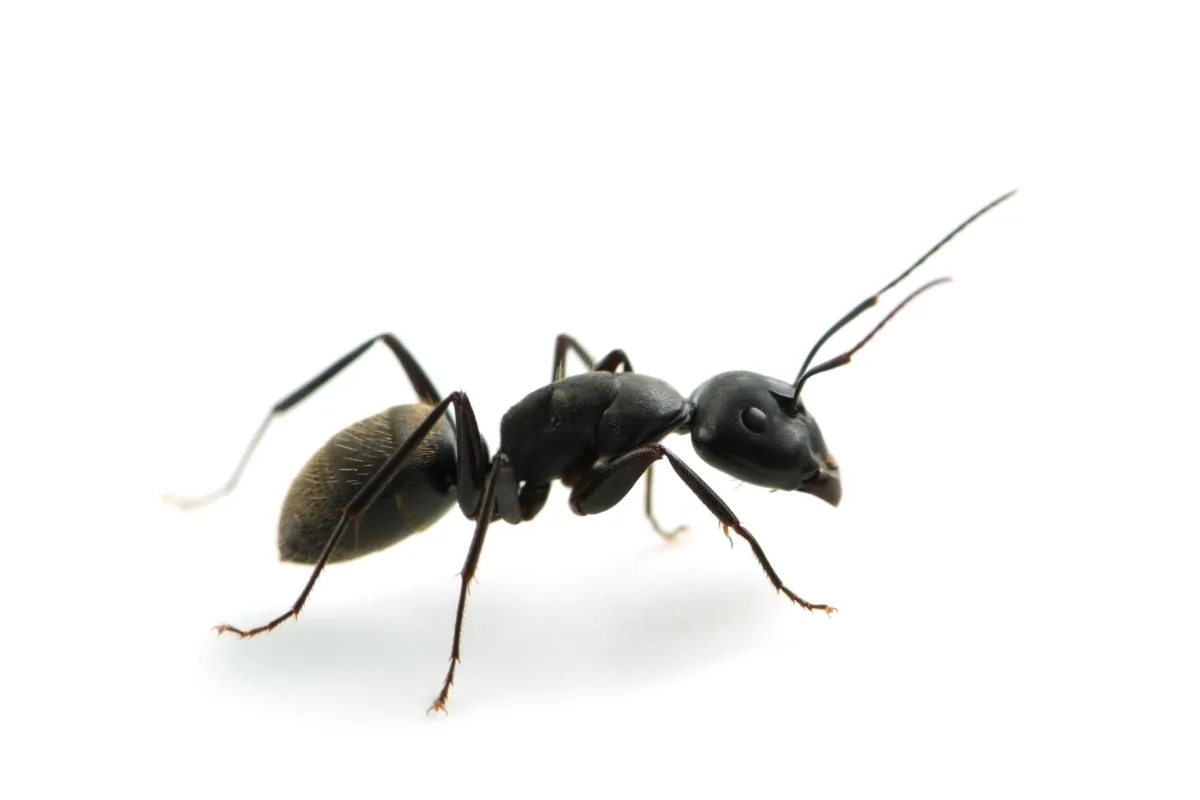 a close up of an ant