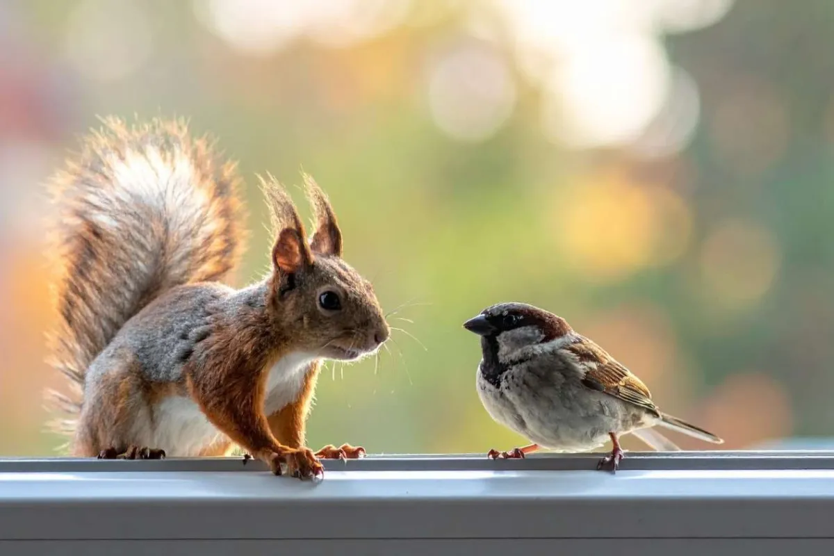 A squirrel and a small bird face each other on a window ledge with a blurred natural background.