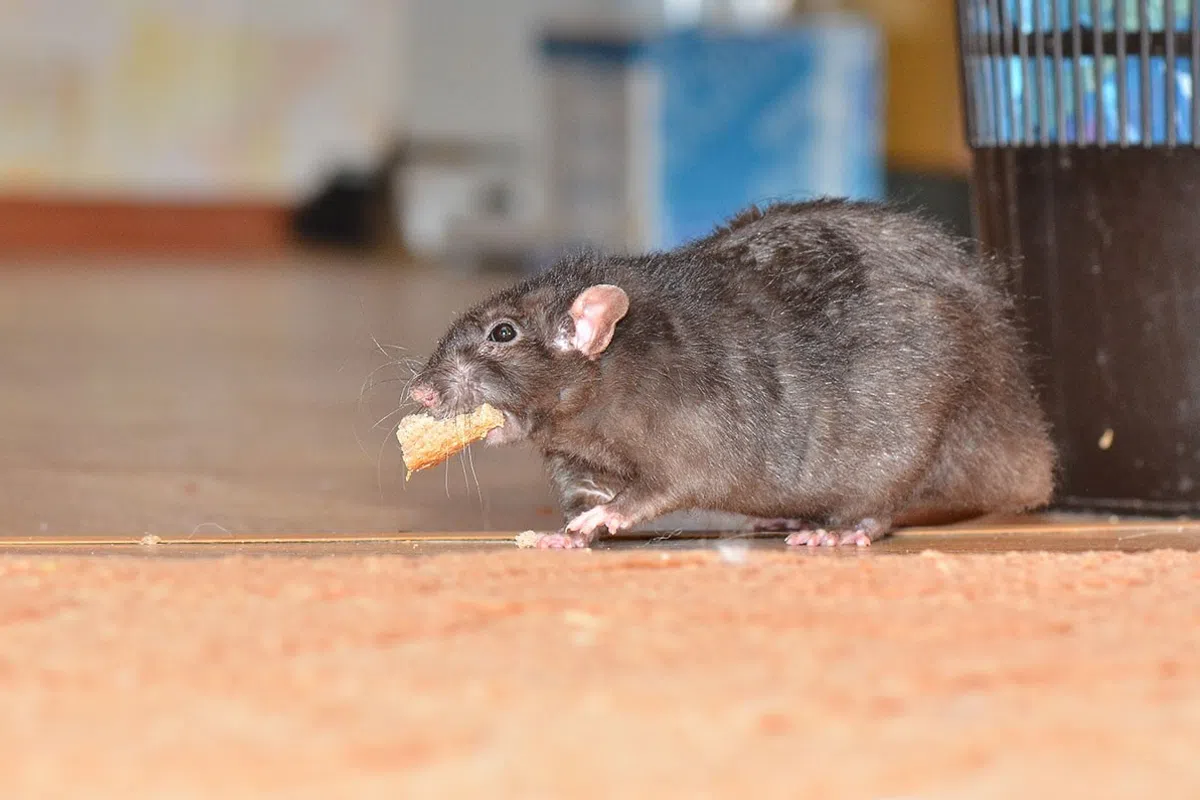 Black rat holding a piece of bread in its mouth on an indoor floor near a black bin.