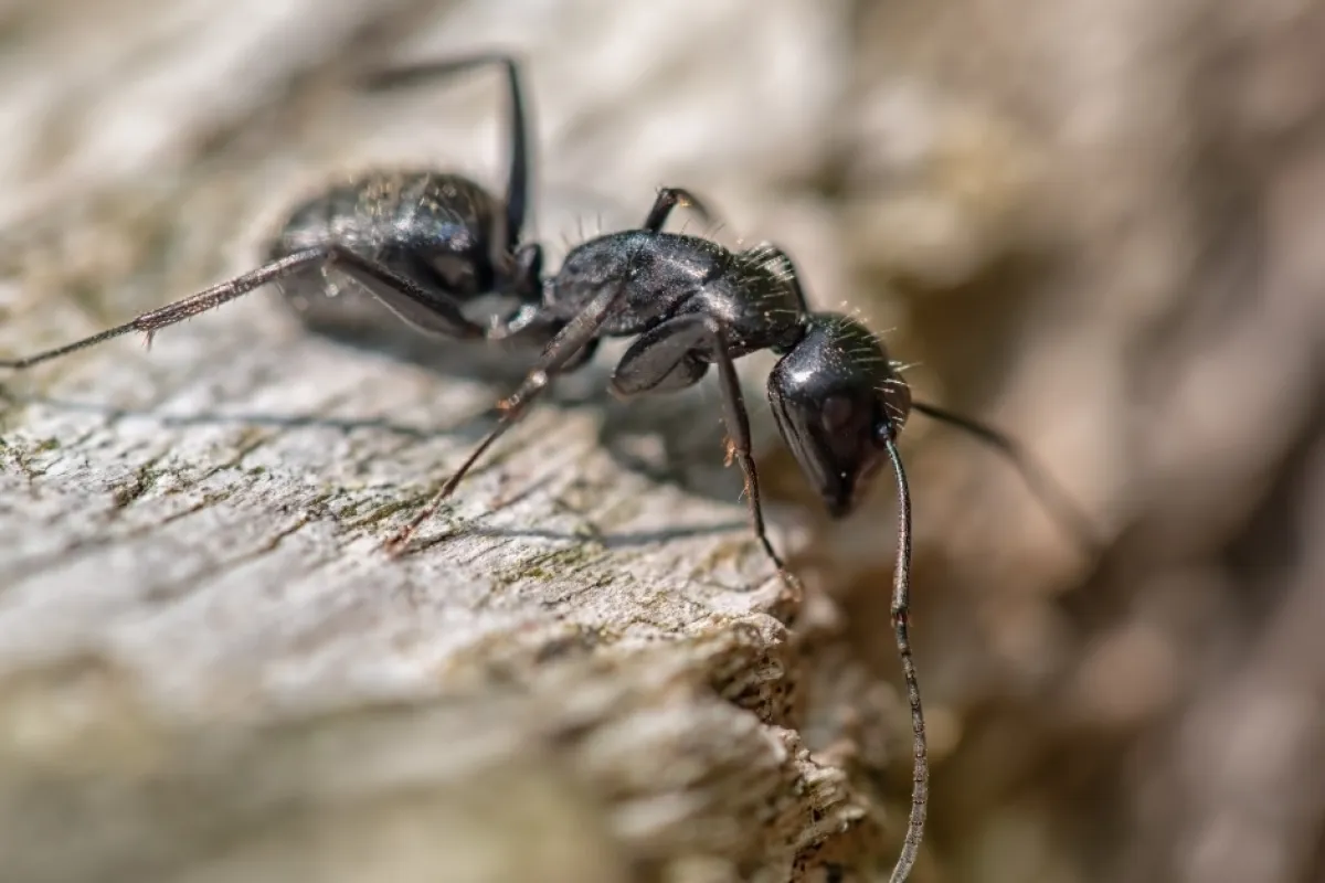 a couple of ants on a piece of wood