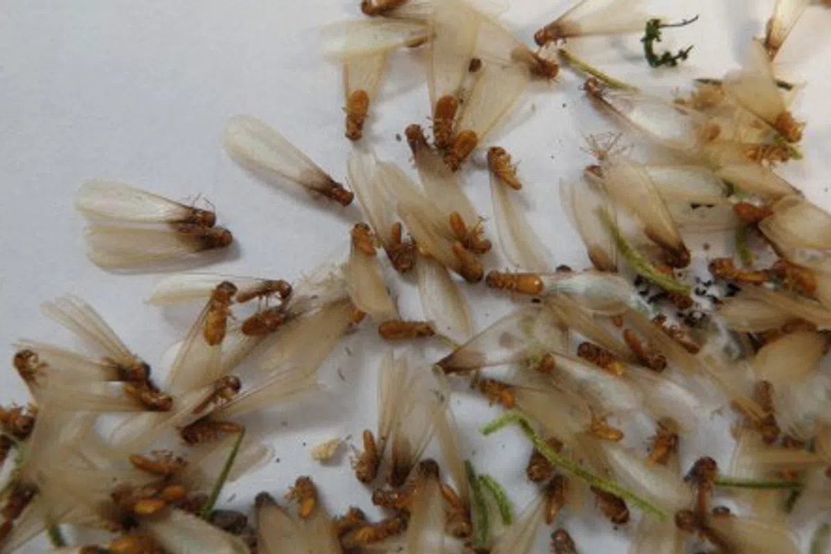 Cluster of small winged Eastern Subterranean Termites with translucent wings scattered on a white surface in Greer, SC