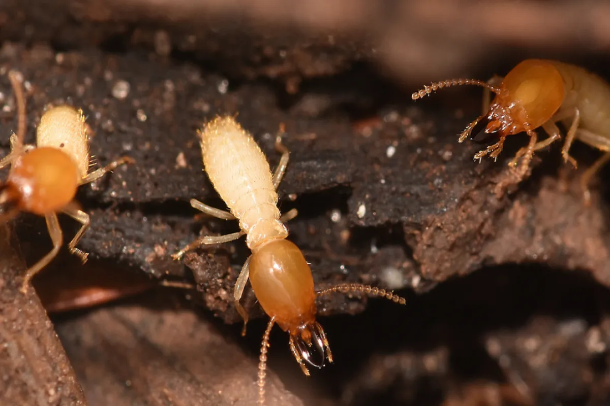 Formosan termites | Palmetto Exterminators