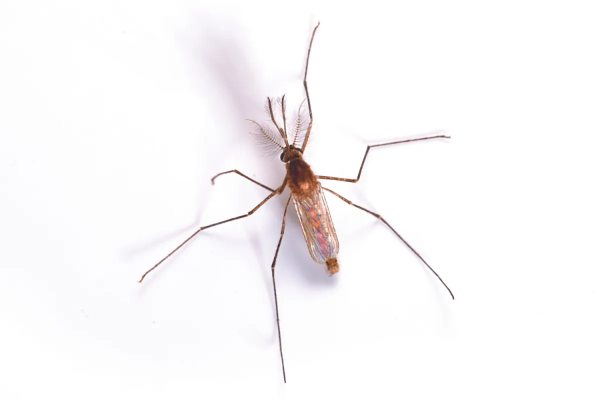 Close-up of a mosquito with feathery antennae and long legs on a white background.