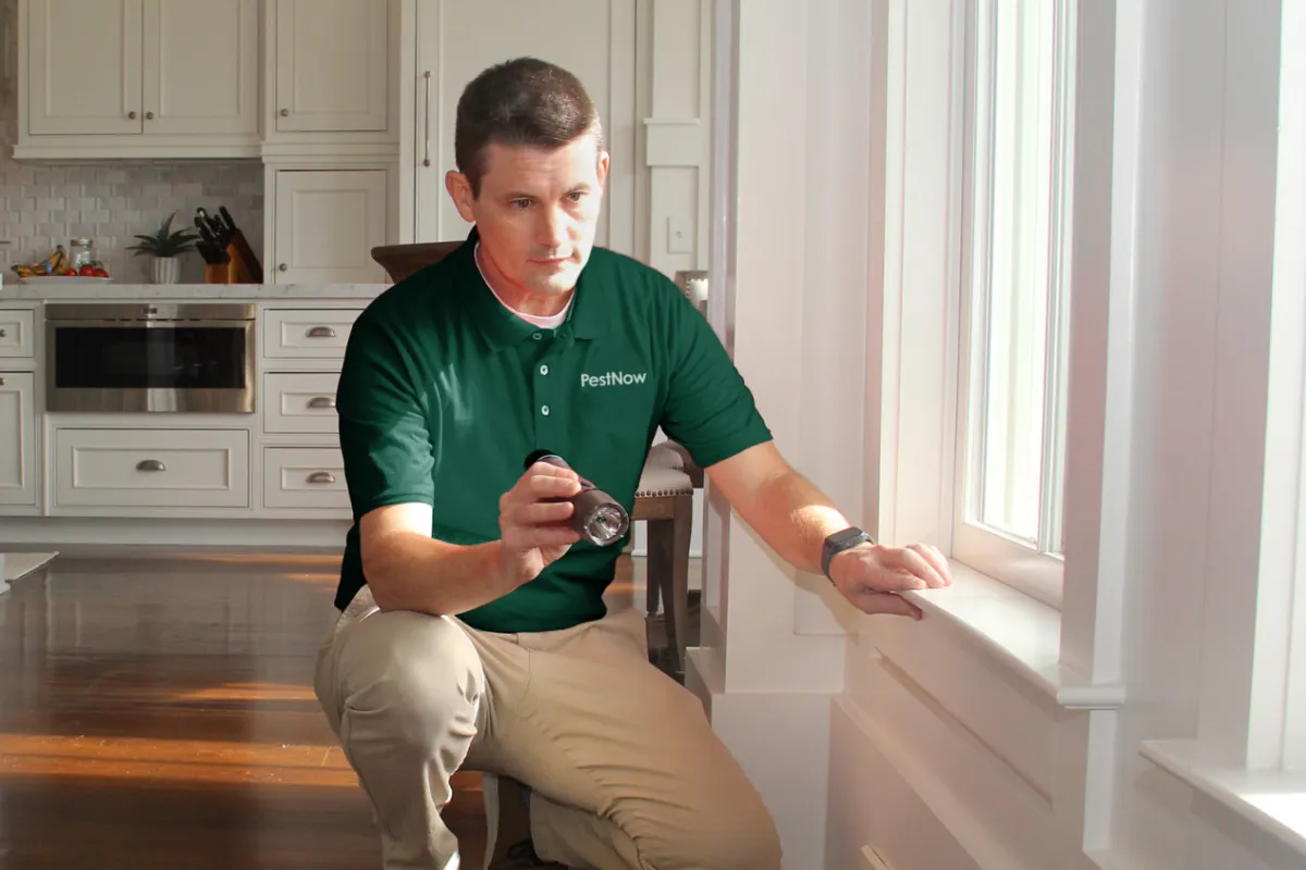 Pest control technician inspecting window area with flashlight in modern kitchen with hardwood floors.