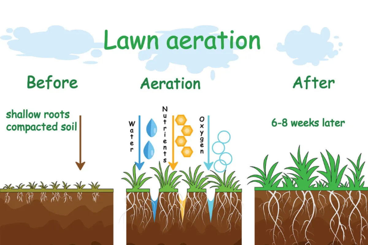 Diagram showing lawn aeration process with compacted soil before and healthy roots after 6-8 weeks.