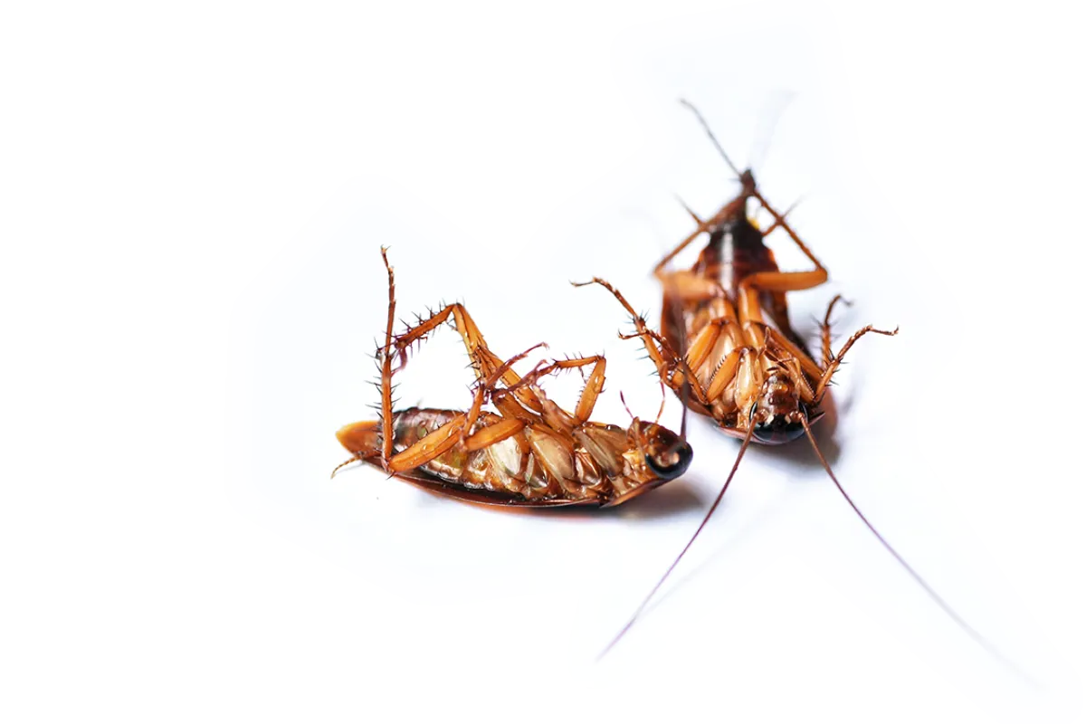 Roach Pest Control Stafford, VA