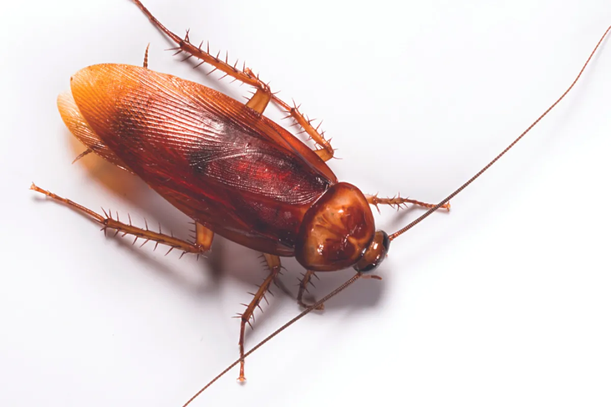 a close up of a cockroach