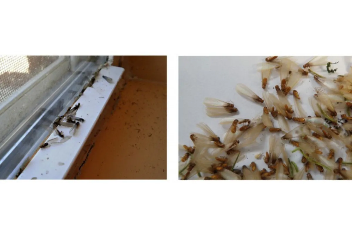 Swarm of dead winged termites on a window sill and a close-up view on a white surface.