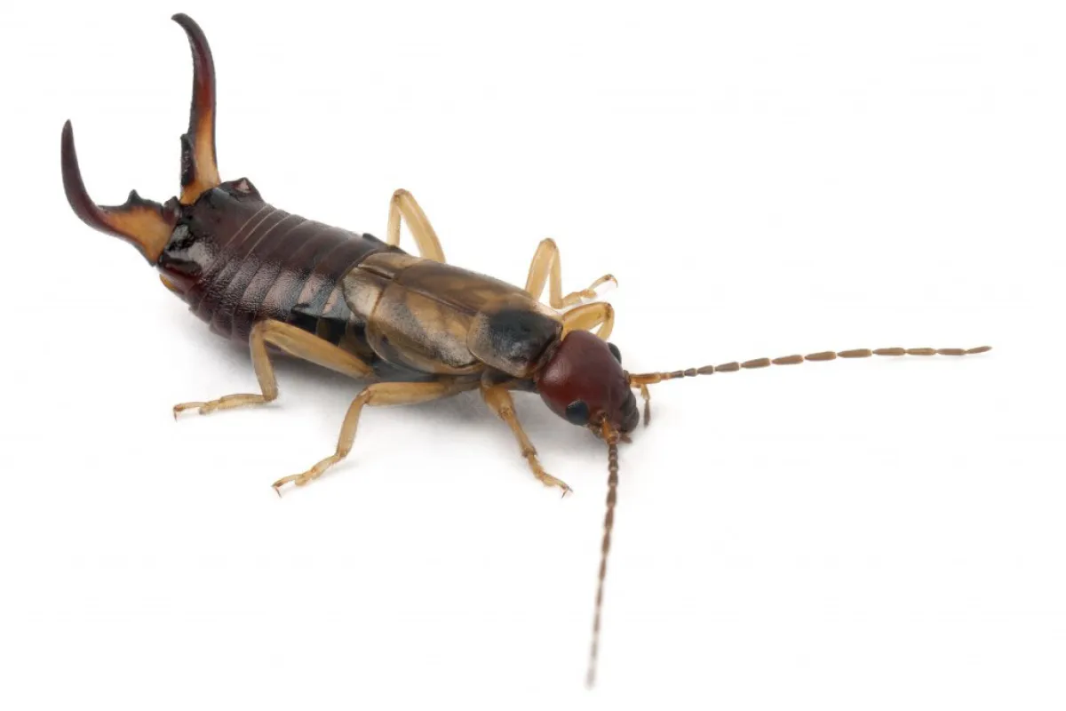 Laurel Pest Control for earwigs