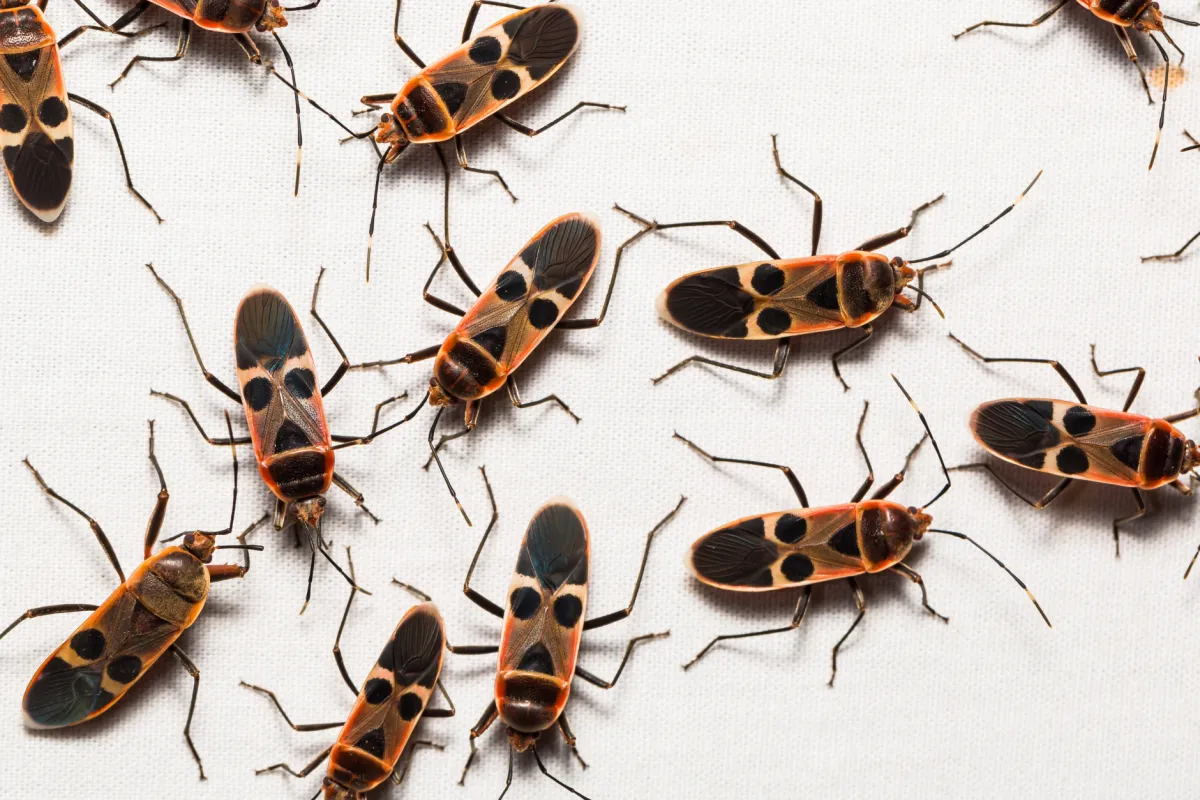 a group of ladybugs