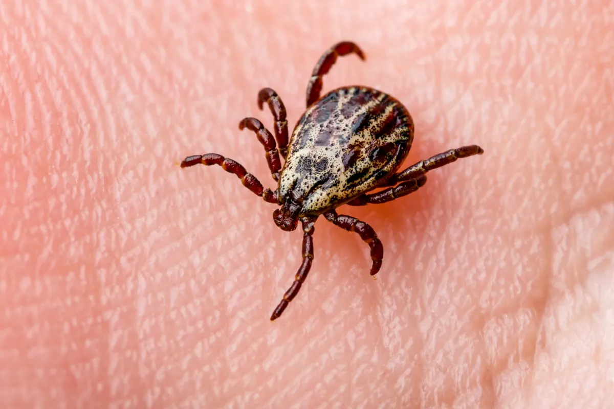 a spider on a person's skin