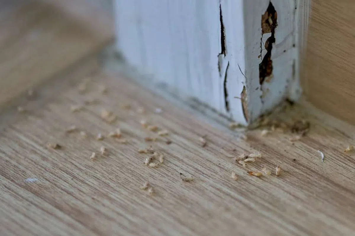Close-up of damage to a door frame from termites in Summerville, SC