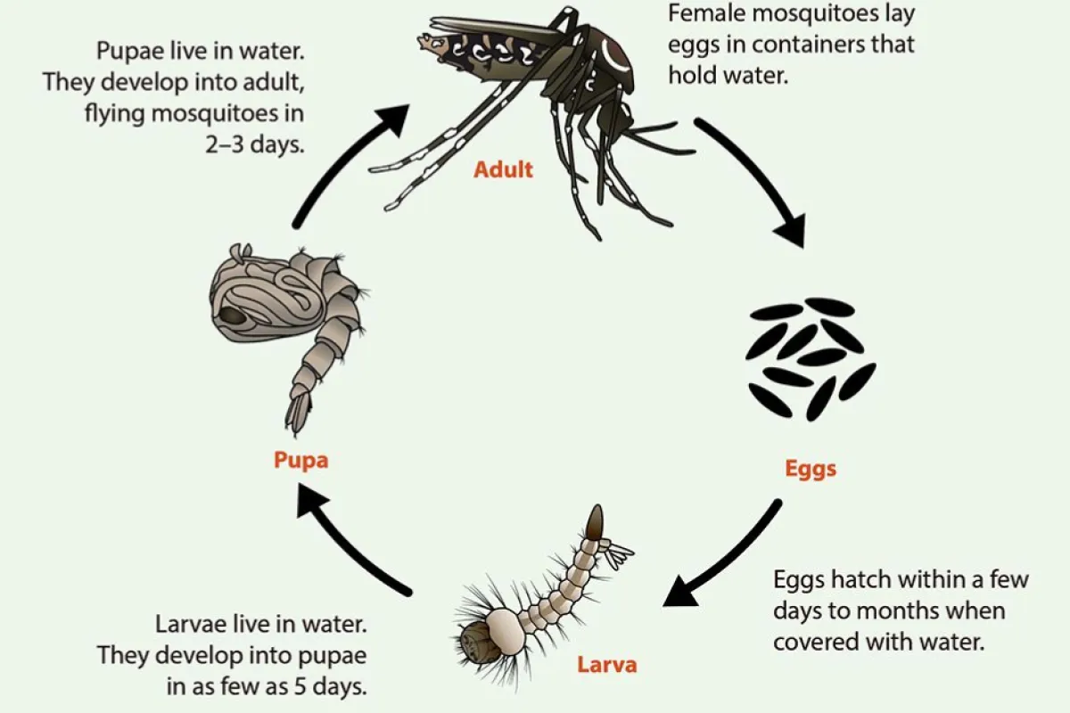 Life cycle of a mosquito from eggs to larva, pupa, and adult stages with development timelines shown.