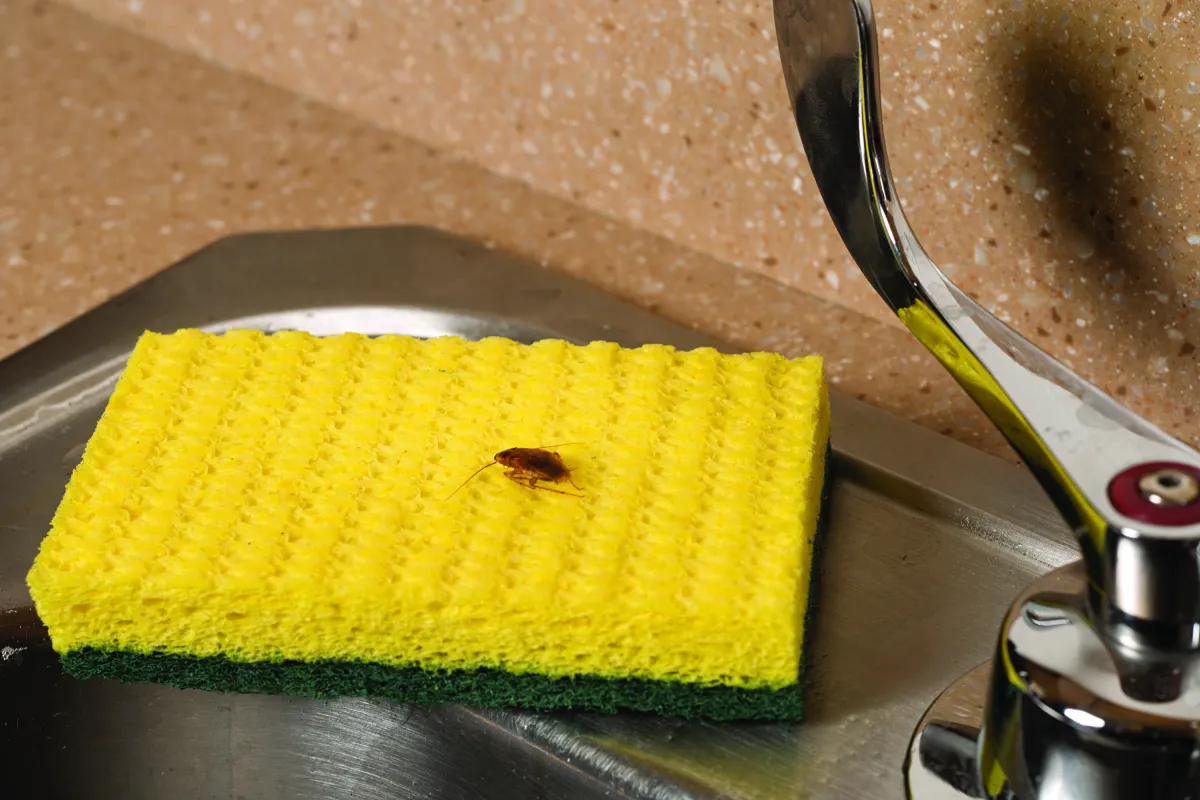 German roach on sponge in kitchen
