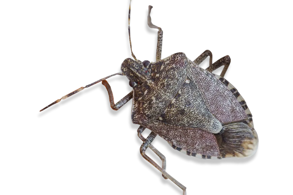 a close-up of a stink bug