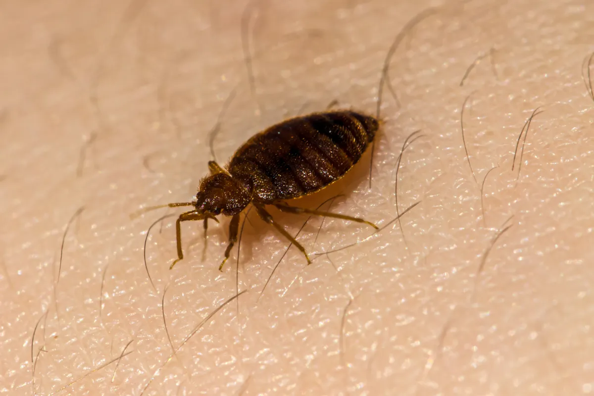 a close up of a bed bug on skin