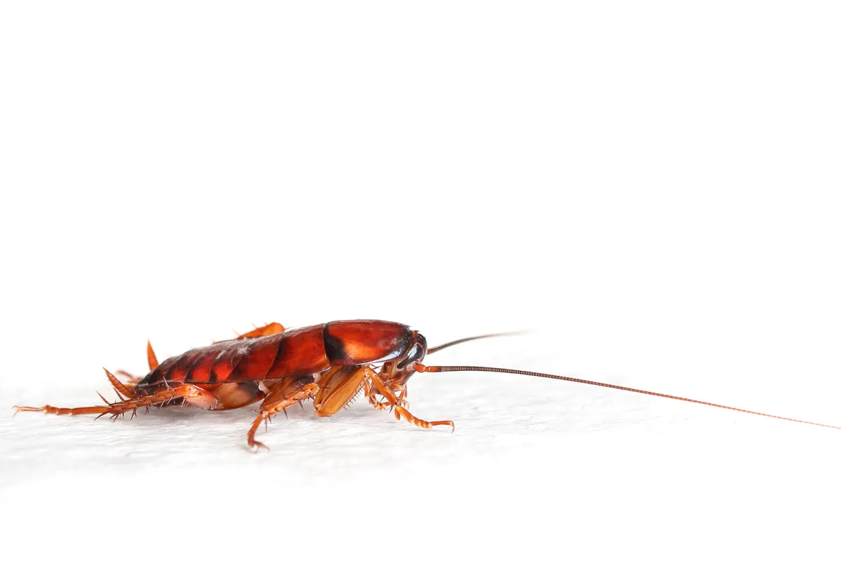 pest control in Accokeek,MD