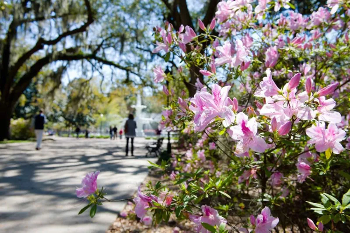 a group of people walking on a path with trees and flowers
