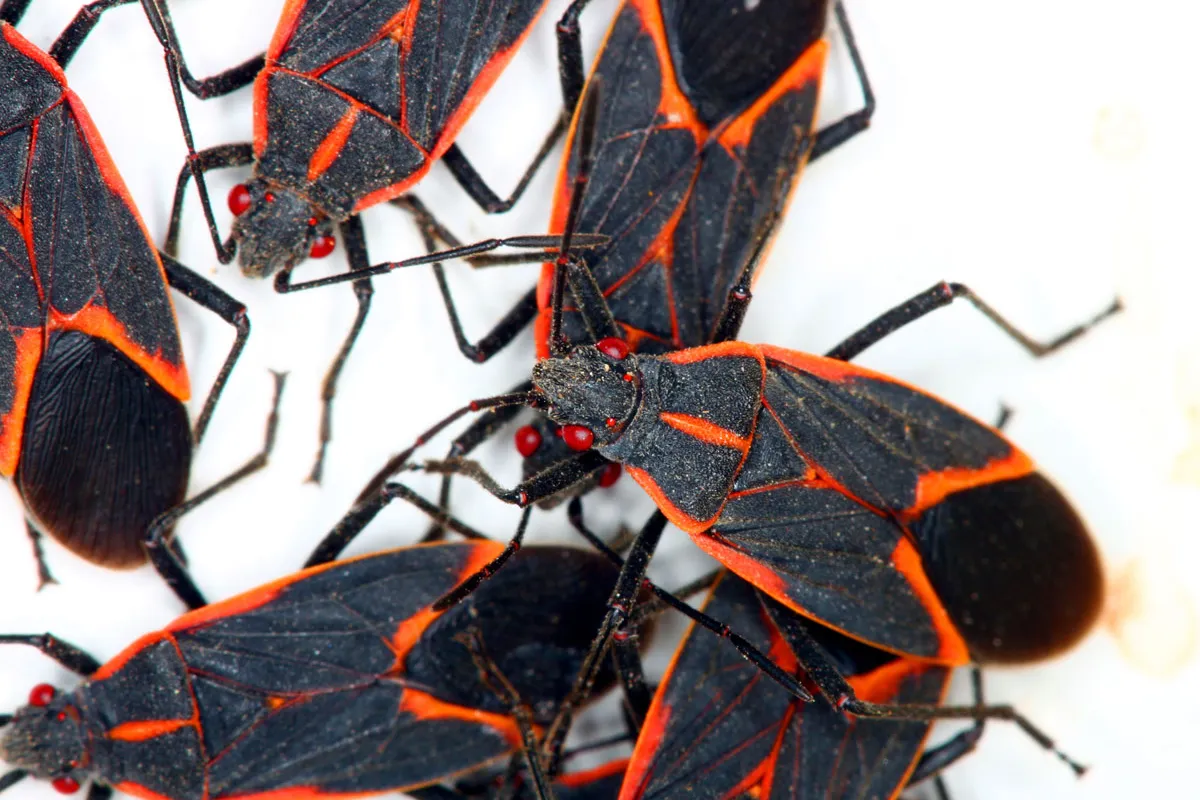 Aberdeen Pest Control for boxelder bugs