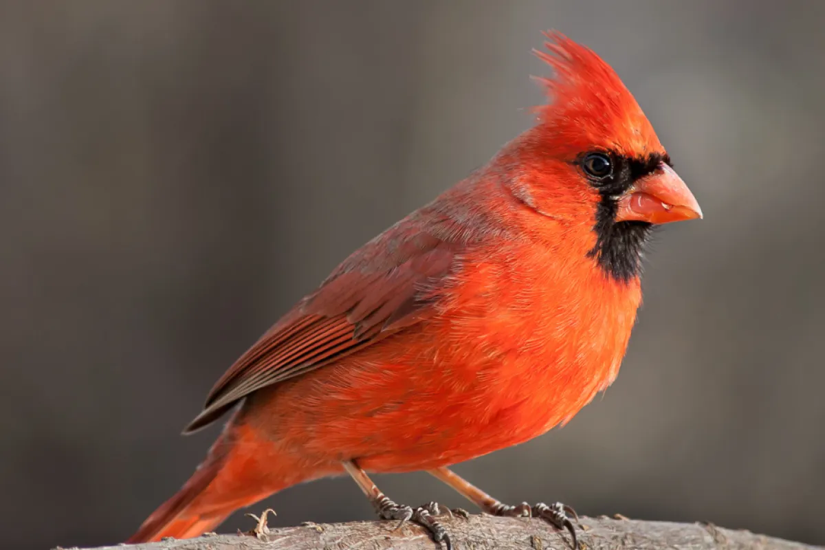 a bird on a branch