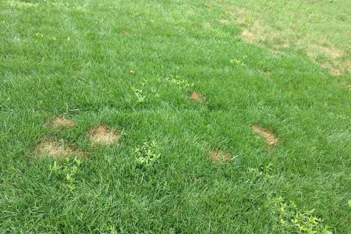 Pythium Blight in fescue grass in the DMV area