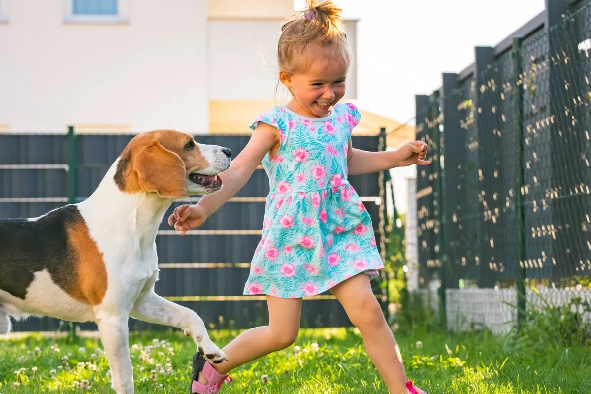 Young girl in floral dress playing cheerfully with beagle dog in a sunny backyard.