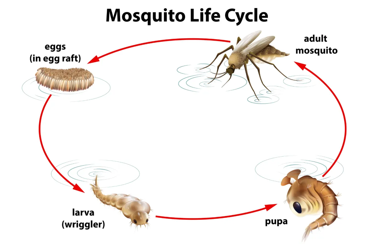 Diagram showing the mosquito life cycle stages: eggs, larva, pupa, and adult mosquito in water