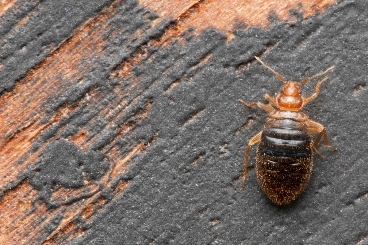 bed bug on wood