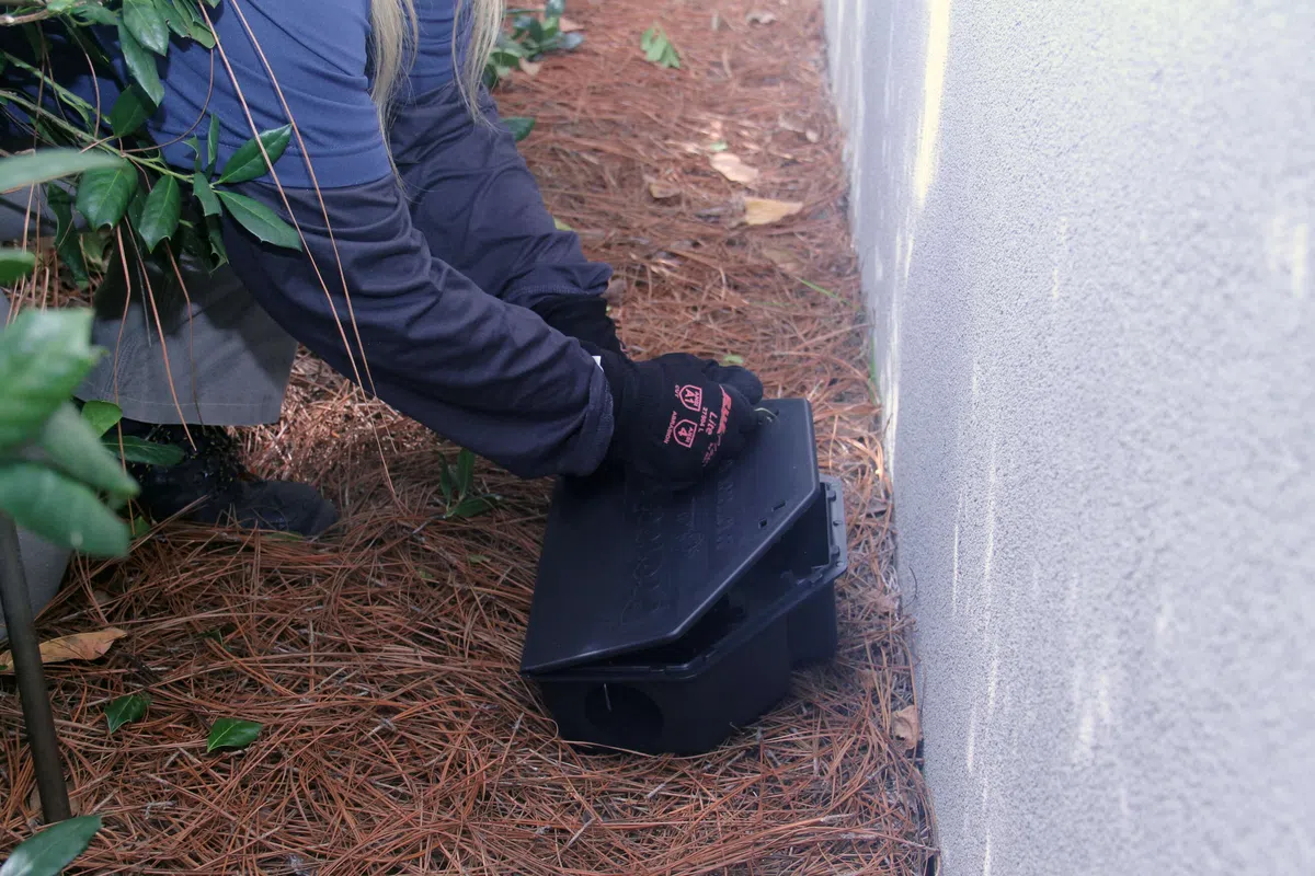 Person wearing gloves placing a black rodent bait station near a building wall in pine needle-covered ground.