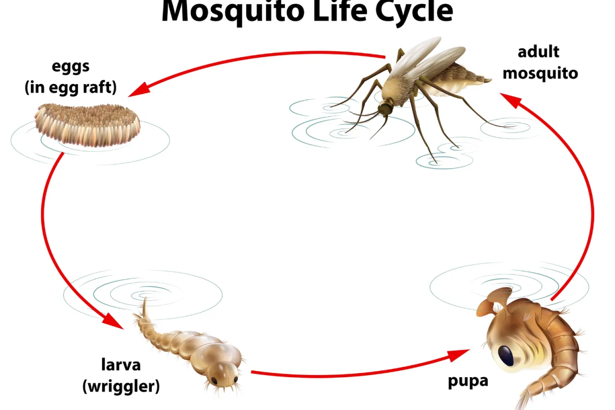 Illustration of mosquito life cycle stages: eggs, larva, pupa, and adult mosquito with arrows showing progression.