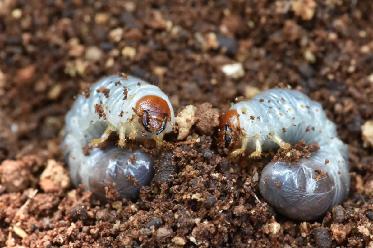 grubs in the dirt
