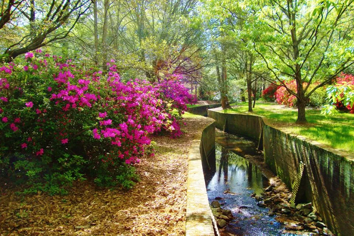 a stream with flowers and trees around it