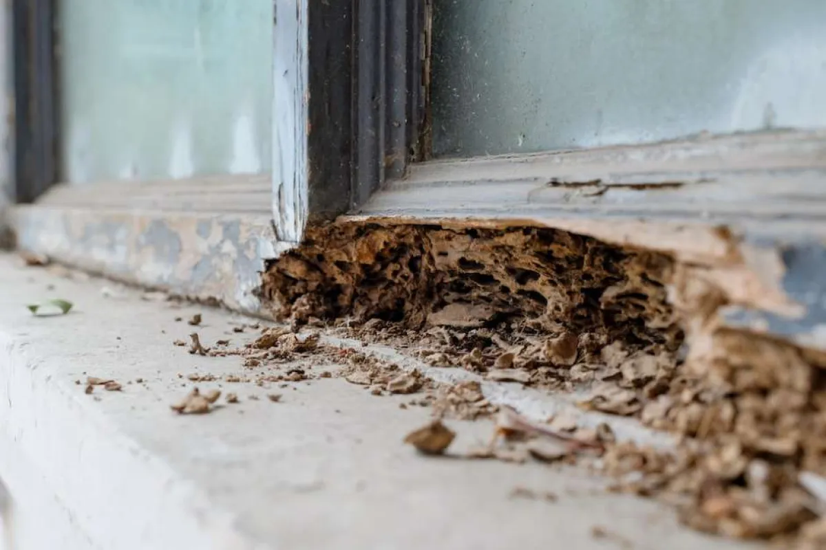 Close-up of severely rotted wooden window frame with crumbling wood and peeling paint near frosted glass panes.