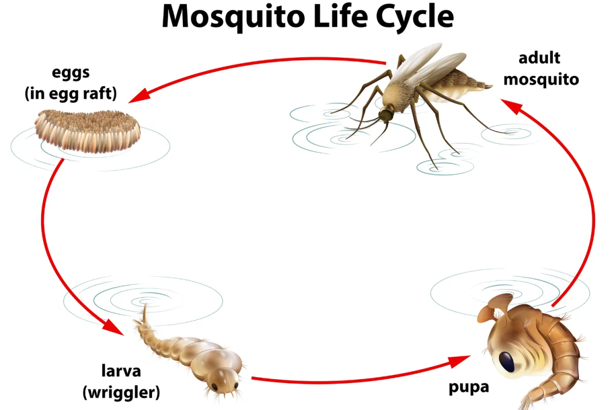 Diagram showing the mosquito life cycle stages: egg raft, larva, pupa, and adult mosquito with arrows.