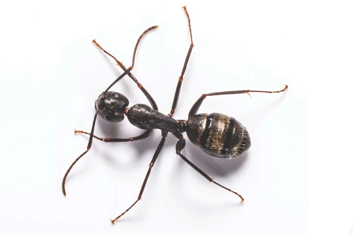 Close-up of a black ant with a striped abdomen on a white background showing detailed legs and antennae