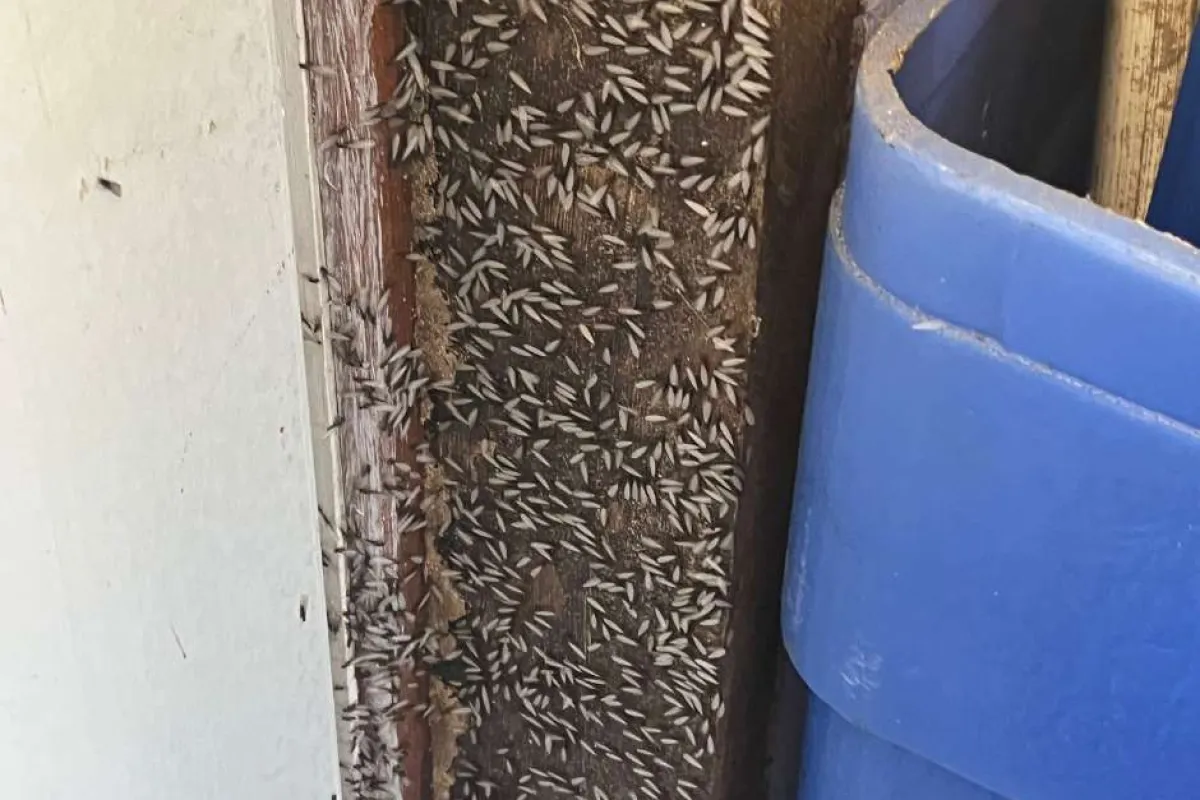 Close-up of a wooden door frame infested with hundreds of small white termites beside a blue plastic container.